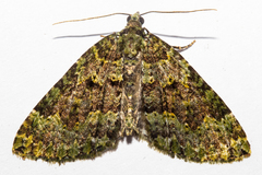 Austrocidaria callichlora