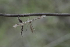 Stenoptilia