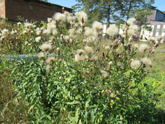 Cirsium arvense integrifolium