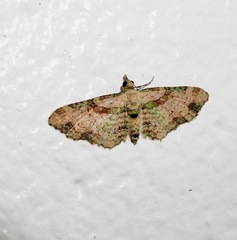 Chloroclystis sphragitis