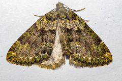 Austrocidaria callichlora