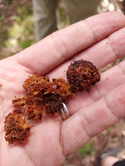 Calyptorhynchus lathami