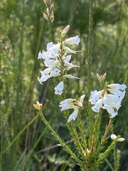 Epacris obtusifolia