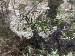 Olearia