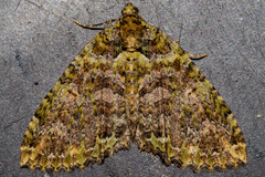 Austrocidaria similata