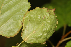 Phytoptus tetratrichus