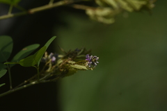 Grona heterocarpos