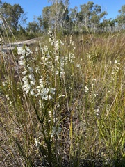 Epacris obtusifolia