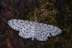 Antipercnia belluaria