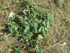 Urtica cannabina