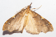 Deana hybreasalis