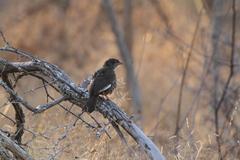 Bubalornis niger
