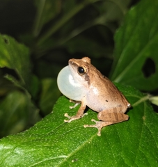Pseudophilautus wynaadensis