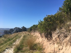 Leucospermum cuneiforme