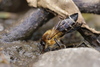 Himalayan Giant Honey Bee - Photo (c) amm, some rights reserved (CC BY-NC), uploaded by amm
