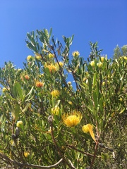Leucospermum cuneiforme