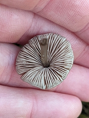 Entoloma conferendum