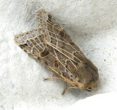 Agrochola lunosa