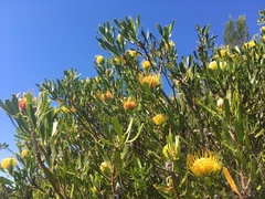 Leucospermum cuneiforme