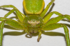 Diaea