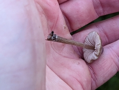 Entoloma conferendum