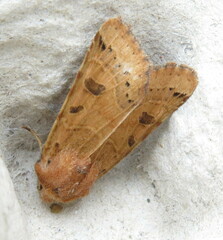 Agrochola lunosa