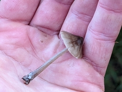 Entoloma conferendum