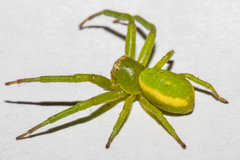 Diaea