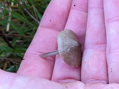 Entoloma conferendum