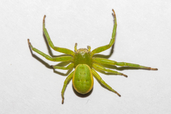 Diaea