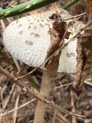 Macrolepiota procera