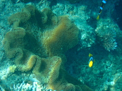 Amphiprion chrysopterus