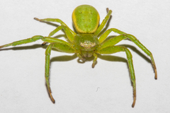 Diaea