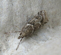 Eudonia angustea