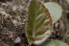 Bothrogonia sclerotica