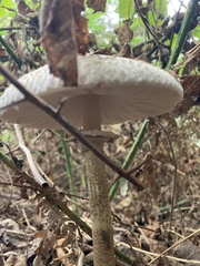 Macrolepiota procera