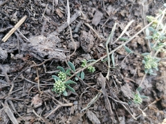 Corrigiola litoralis