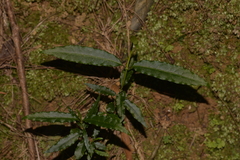 Gynochthodes jasminoides