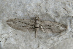 Eupithecia phoeniceata