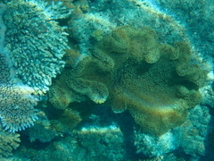 Stichodactyla mertensii