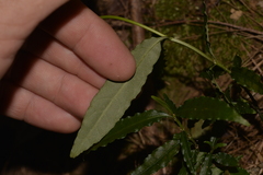 Gynochthodes jasminoides