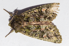 Ichneutica plena