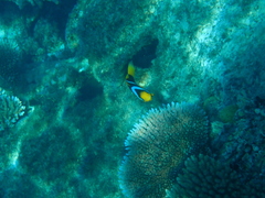 Amphiprion chrysopterus
