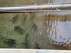 Acanthopagrus pacificus