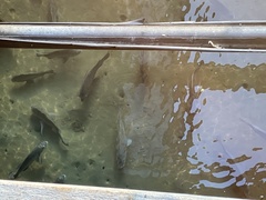 Acanthopagrus pacificus