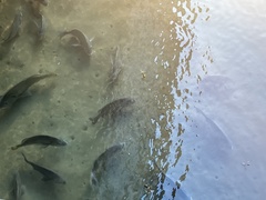 Acanthopagrus pacificus