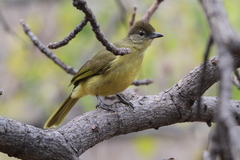 Chlorocichla flaviventris