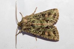 Ichneutica plena