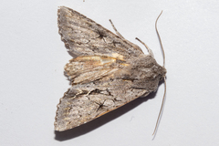 Ichneutica ustistriga