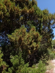 Callitris rhomboidea